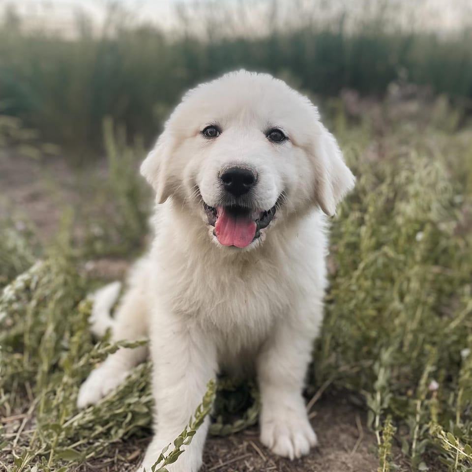 AKC Great Pyrenees Puppy Deposit