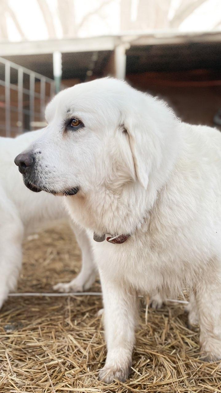 AKC Great Pyrenees Puppy Deposit