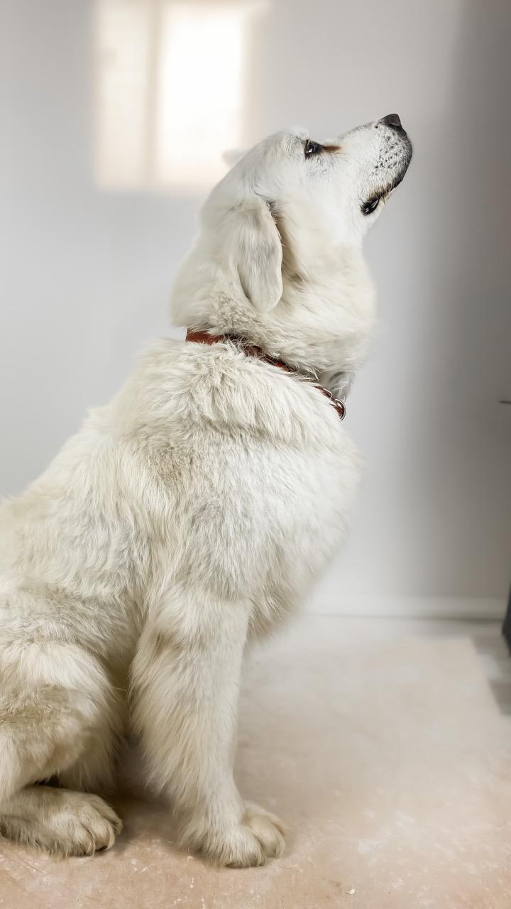 AKC Great Pyrenees Puppy Deposit