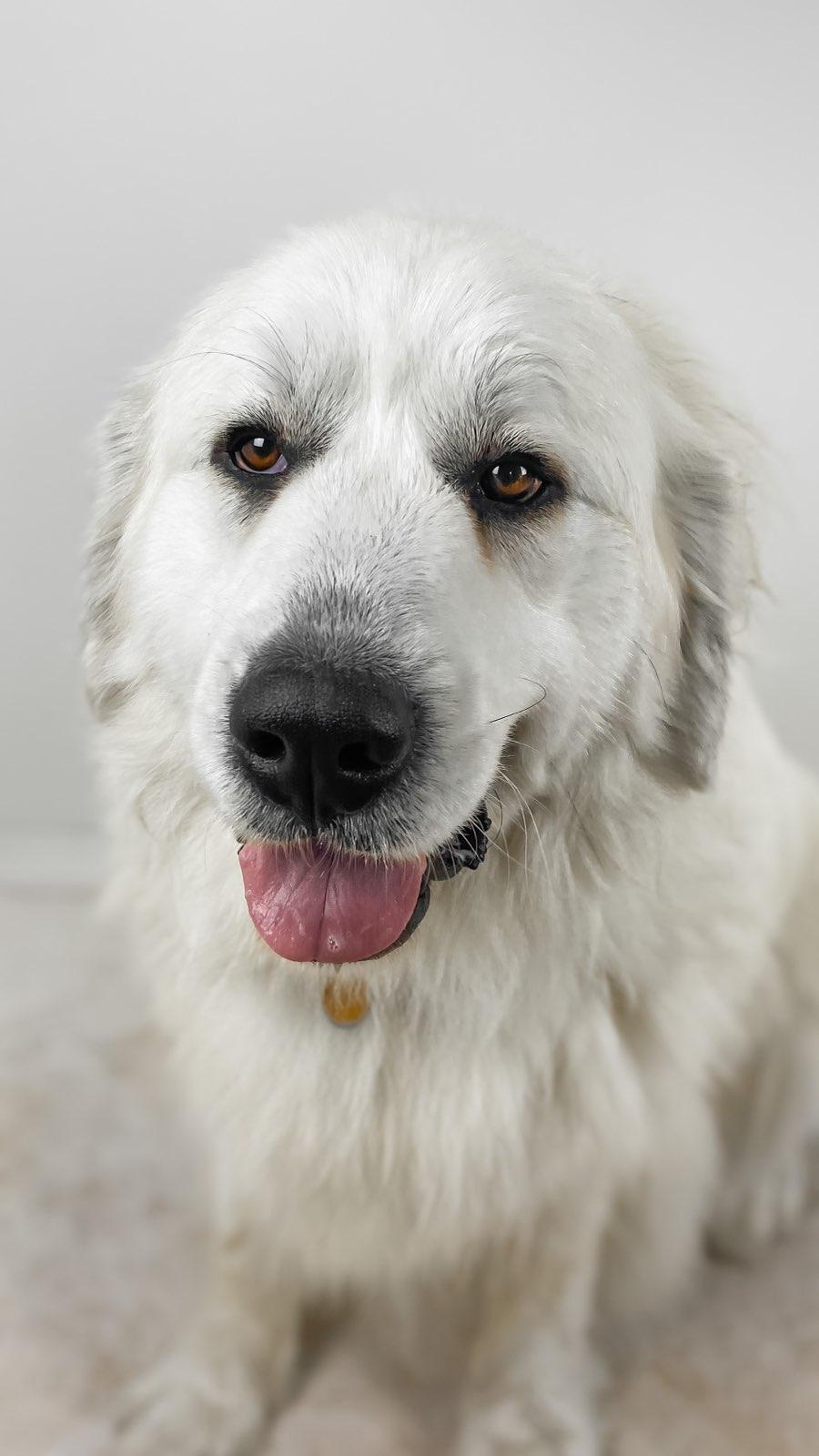 AKC Great Pyrenees Puppy Deposit