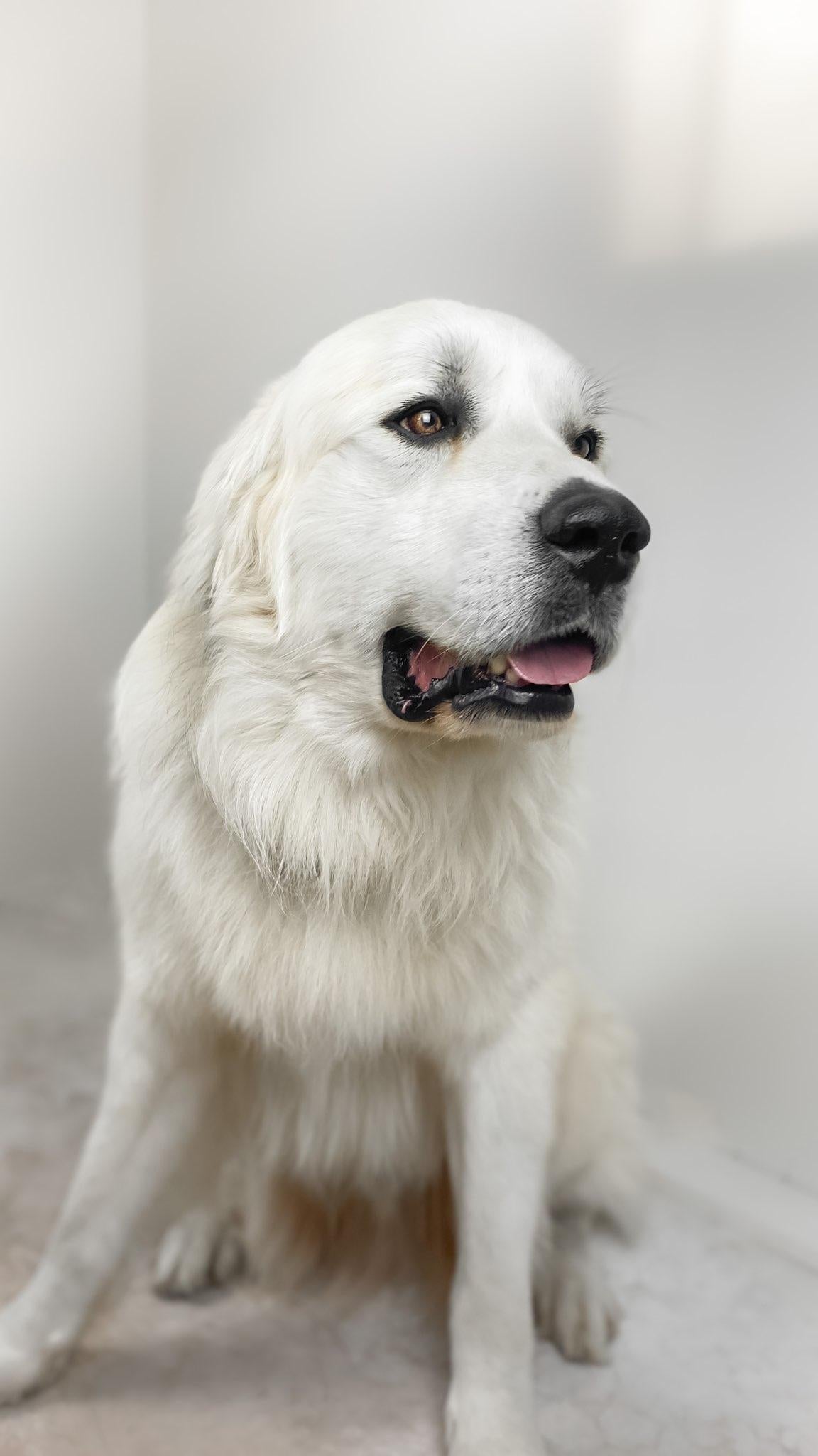 AKC Great Pyrenees Puppy Deposit