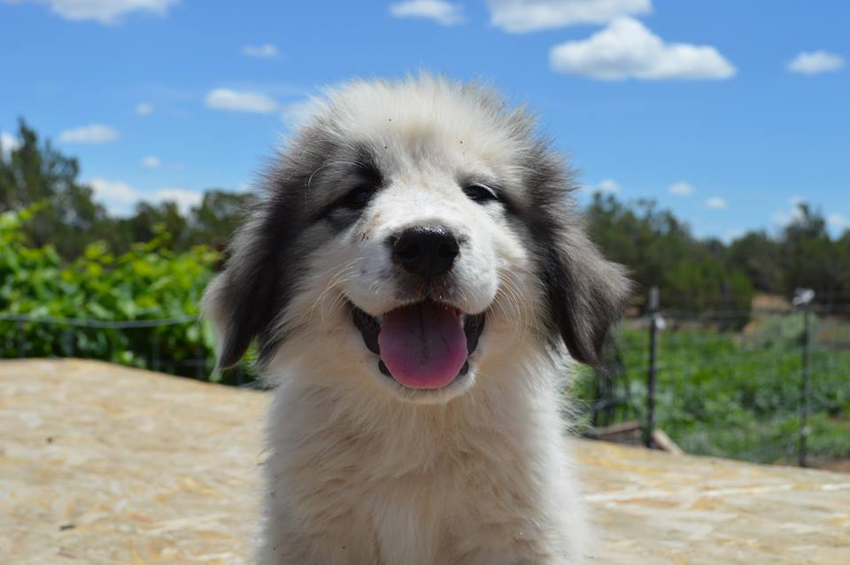 Akc great shop pyrenees puppies