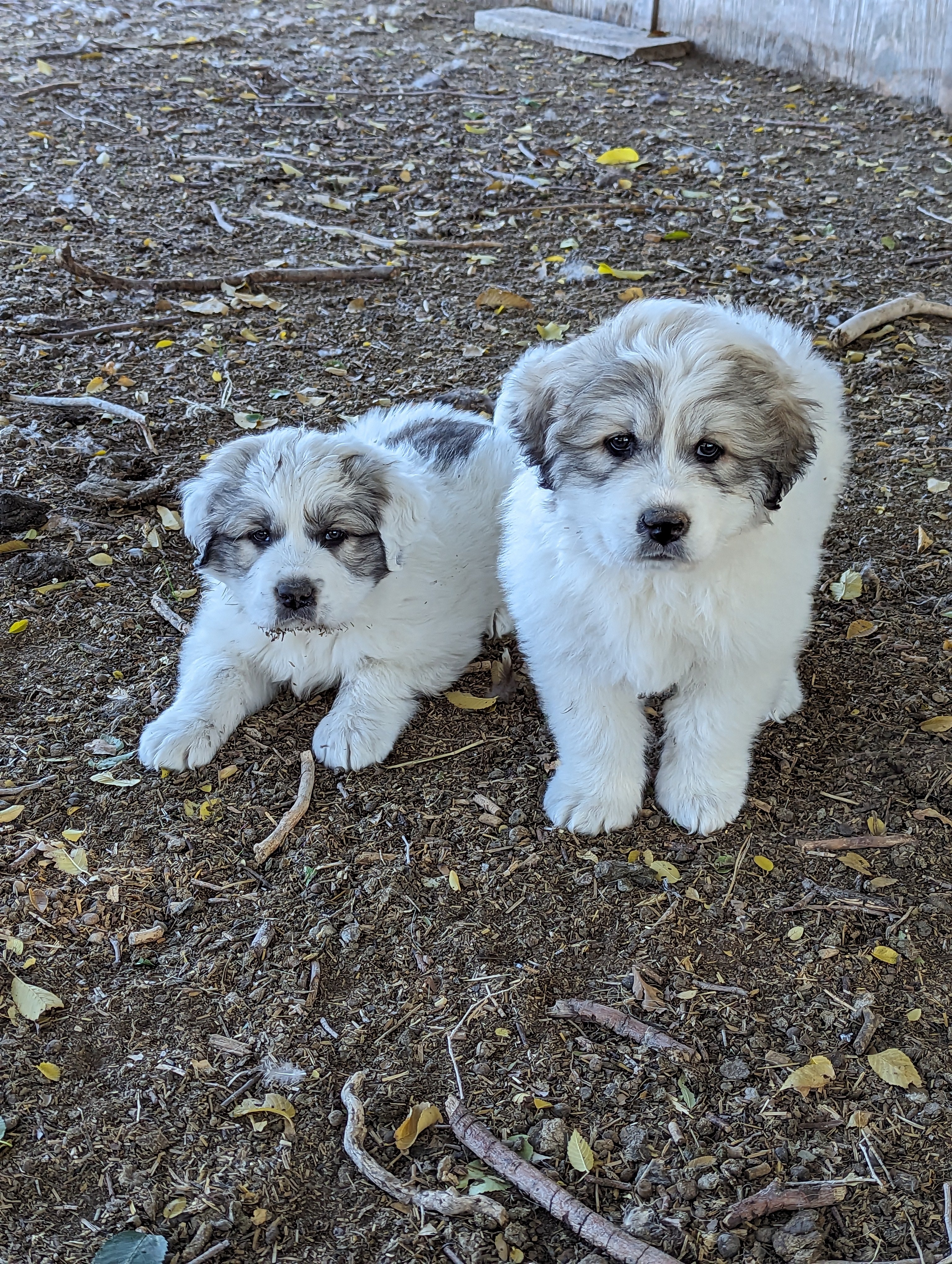 Akc great pyrenees outlet puppies for sale