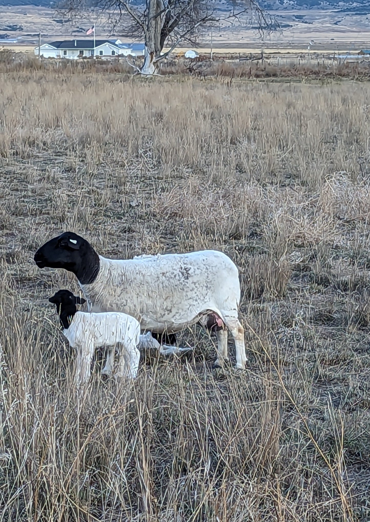 Dorper Breeding Stock Lamb Deposit