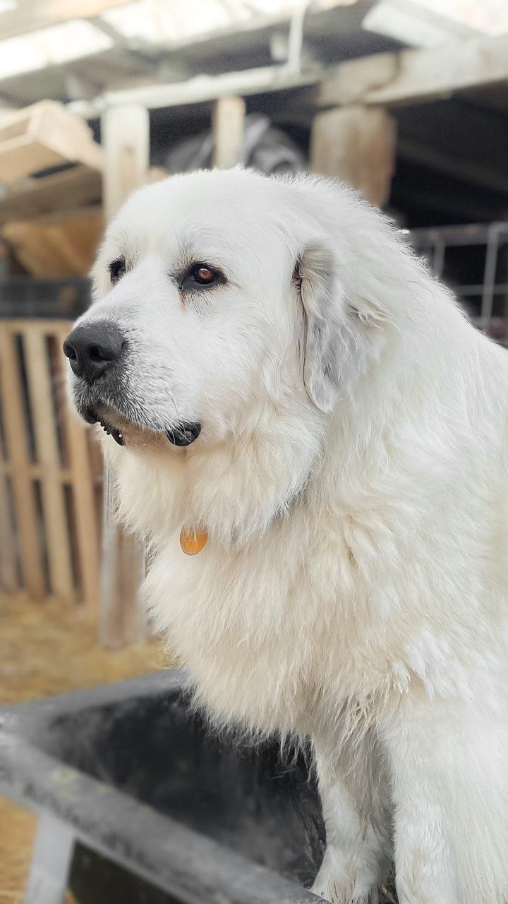 Akc great pyrenees clearance puppies