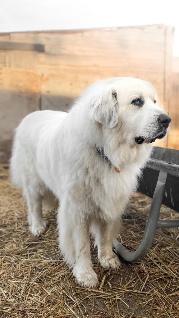 Akc great shop pyrenees puppies